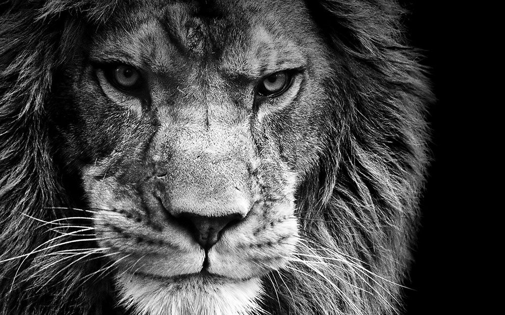 Brave Lion Eyes