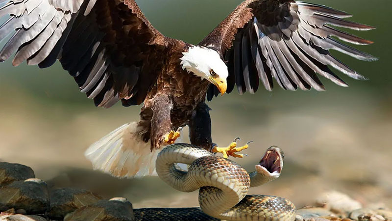 Eagle attacking snake